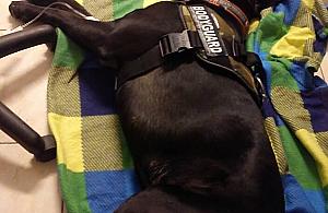 Polowanie na psy. "Podrzucili mięso nafaszerowane lekami"