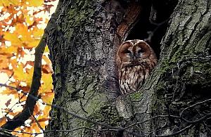 Tylko na Bielanach: oko w oko z sową