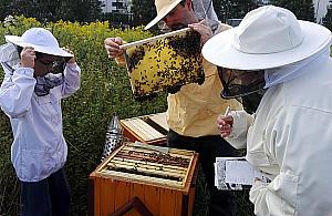 Niech żyją pszczoły! Rodzinne spotkanie na Białołęce