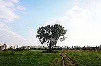 Tysiące mieszkań na polu dawnego PGR. Zniknie "kultowe" drzewo