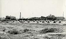 Tysiące mieszkań na polu dawnego PGR. Zniknie "kultowe" drzewo