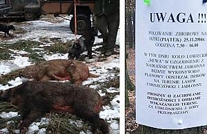 Krwawe łowy w Choszczówce. "Nie informowali o polowaniu"