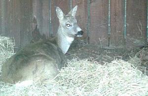 Krótka bajka o jelonku