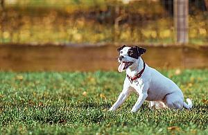 Dom komunalny i park dla psów. Co zbudujemy w 2017 roku?