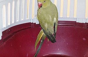 Z ziemi indyjskiej do Polski. Papuga zgubiła się na Piaskach