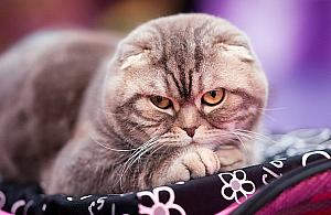 Święto kotomaniaków. Wygraj wejściówkę