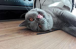 TOP 20 najzabawniejszych kotów. Rozwiązanie konkursu