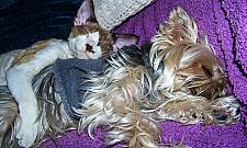 TOP 20 najzabawniejszych kotów. Rozwiązanie konkursu