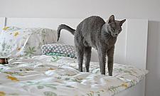 TOP 20 najzabawniejszych kotów. Rozwiązanie konkursu