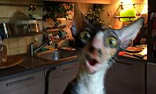 TOP 20 najzabawniejszych kotów. Rozwiązanie konkursu