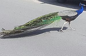 Z cyklu "Ptaki Bemowa": paw