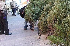 1000 choinek do wzięcia. Wystarczy wypełnić ankietę