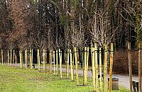 Więcej drzew, więcej tlenu