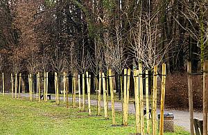 Więcej drzew, więcej tlenu