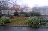 Niechciane choinki za�mieci�y Warszaw�