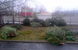 Niechciane choinki zaśmieciły Warszawę