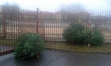 Niechciane choinki zaśmieciły Warszawę