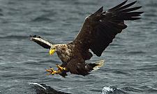 Bielika cień. Zimowa wycieczka nad Wisłę