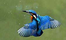 Bielika cień. Zimowa wycieczka nad Wisłę