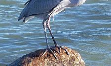 Bielika cień. Zimowa wycieczka nad Wisłę