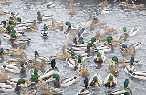 Ptasia grypa atakuje. "Wirusa można przenieść na ubraniu"