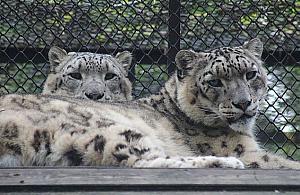 Rewolucja w ZOO. Rusza wielka przebudowa