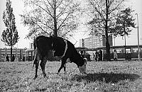 Pasące się krowy i śląskie "parówy". Taka była Marymoncka