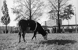 Pasące się krowy i śląskie "parówy". Taka była Marymoncka