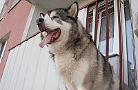 Pies wyje, zamknięty na balkonie. "Ma przecież futro"