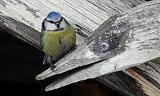 Zwierzęta mają tu jak pączki w maśle. "Ksiądz Drozdowicz dobrze je karmi"