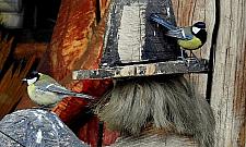 Zwierzęta mają tu jak pączki w maśle. "Ksiądz Drozdowicz dobrze je karmi"