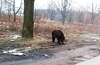 Dziki Wawer. "Locha próbowała mnie zaatakować"