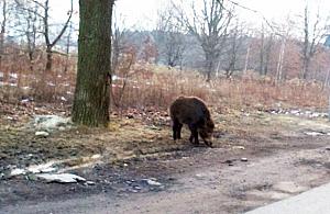 Dziki Wawer. "Locha próbowała mnie zaatakować"