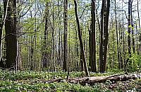 Obwodnica czy las? Budowa S2 opóźniona