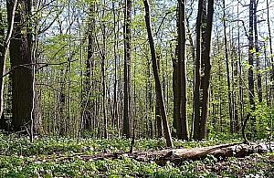 Obwodnica czy las? Budowa S2 opóźniona