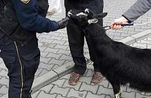 Koza biegała po ulicy. "Zjadła jabłka ze smakiem"