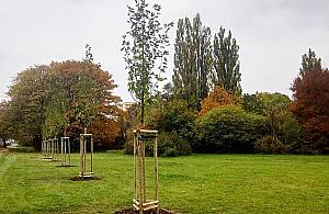 Sadzimy drzewa i szukamy miejsc na kolejne