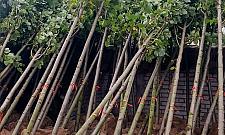 Sadzimy drzewa i szukamy miejsc na kolejne