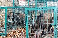 Dziki opanowały miasto. Jest się czego bać?