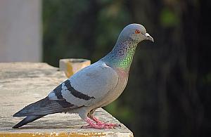 Gołąb w wielkim mieście. "Chleb rozrzucony po całym osiedlu"