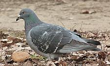 Gołąb w wielkim mieście. "Chleb rozrzucony po całym osiedlu"