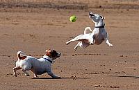 Wielki wybieg dla czworonogów z Bemowa. Szukamy miejsca