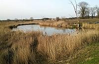 Spacerkiem do "żabiego" jeziorka? Klimatyczne miejsce może zniknąć