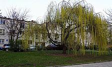 Stare Bielany rozkwitną. "To może być piękny skwer"