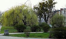 Stare Bielany rozkwitną. "To może być piękny skwer"