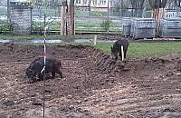 Dziki w�druj� po mie�cie. Pi�� interwencji dziennie