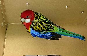 Komu zaginęła papuga? Rozella czeka w ZOO