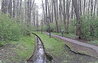 Półdziki i niezwykle cenny. Park Olszyna czeka w kolejce