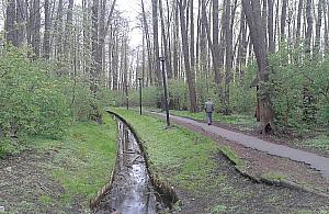 Półdziki i niezwykle cenny. Park Olszyna czeka w kolejce