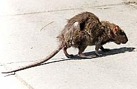 Szczur utknął w toalecie. Miasto bezradne